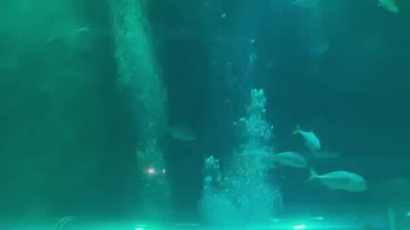 Andressa Suita leva os filhos Gabriel e Samuel ao aquário do Rio de Janeiro